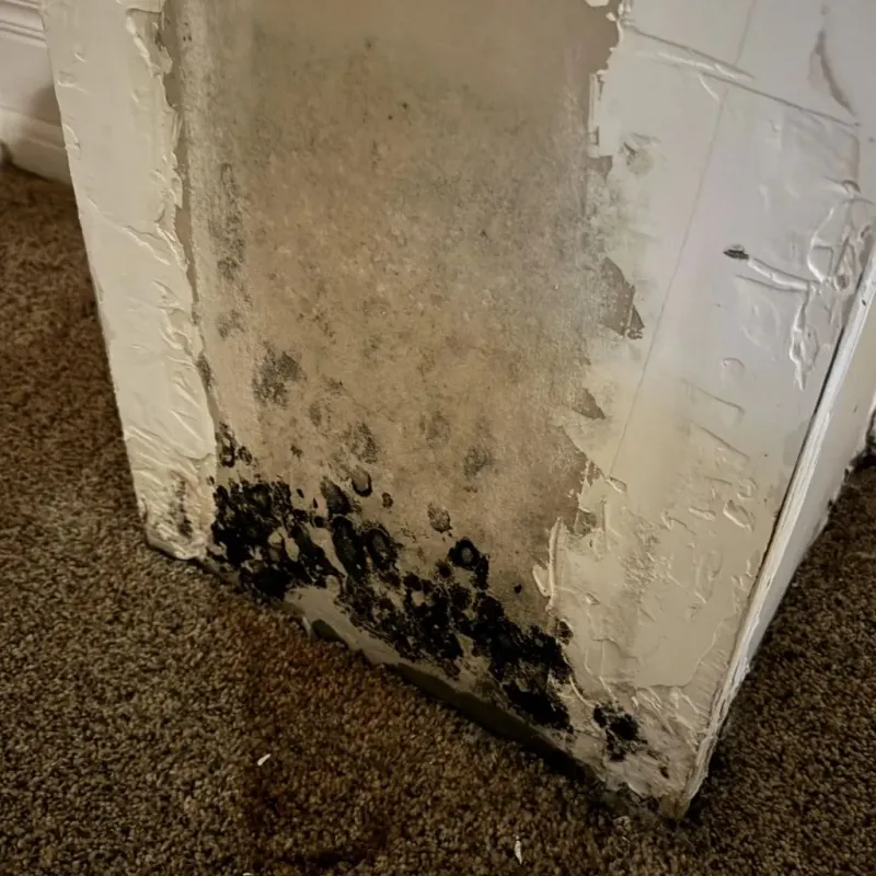 Professional Mold Removal in Springfield, NJ
